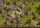Die Siedler Online